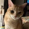kittenhumyn